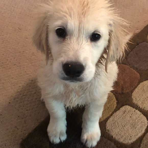 Meet your Posher, Heather - Picture 3 of 5